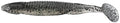 Reaction Innovations Skinny Dipper 5 inch Soft Paddle Tail Swimbait 7 pack - Bad Shad Green